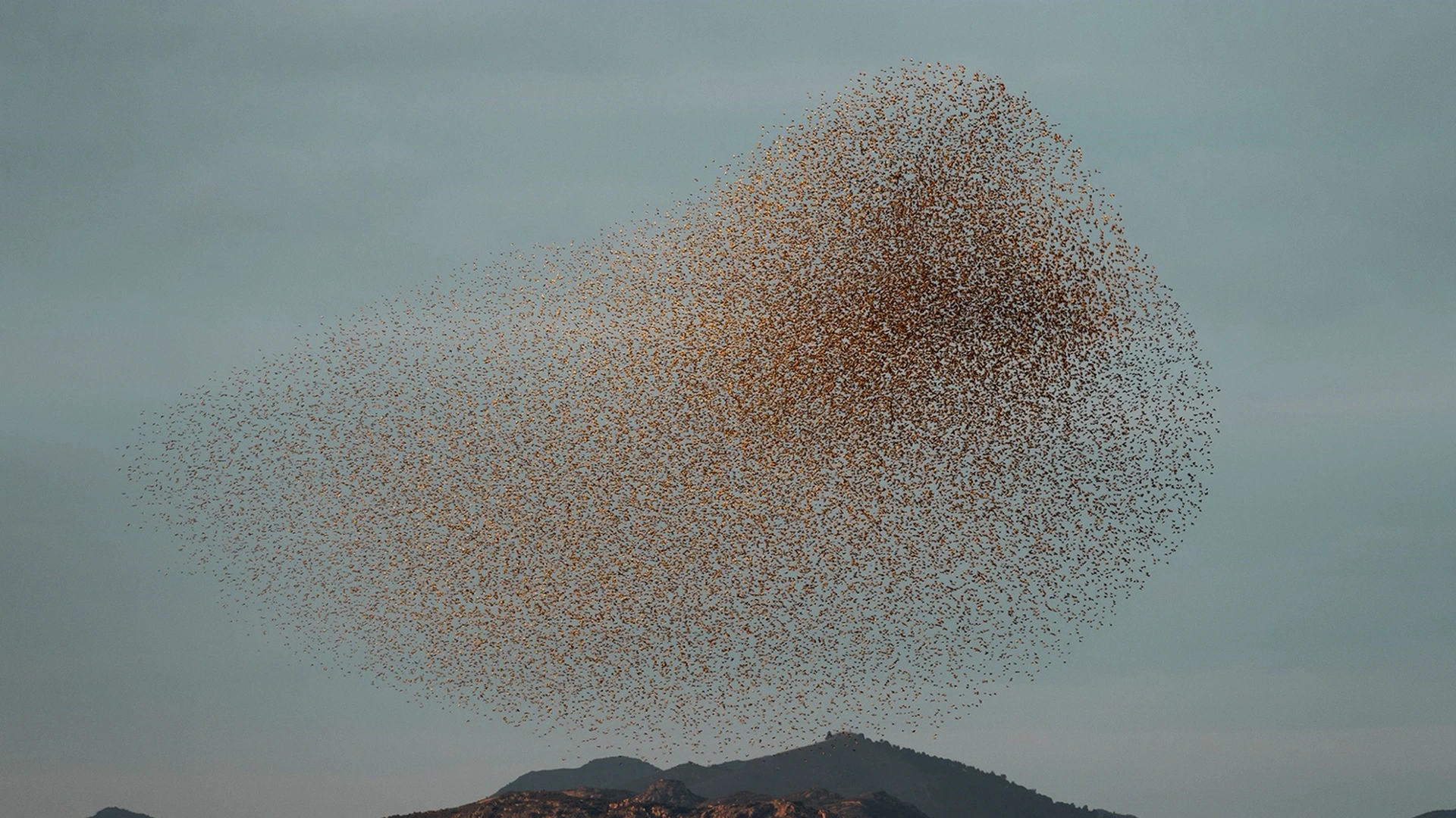 A murmuration of starlings above a mountain landscape, photographed by Søren Solkær.